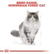 Royal Canin Norwegian Forest Adult Dry Cat Food 2kg For Sale