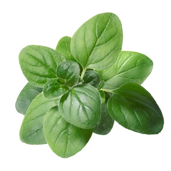 iSpice | Oregano Leaves | 2.3 oz | Premium Herbs | Kosher | Halal | Herbal aroma Cheap